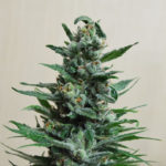 Moscow Blueberry Auto Feminised Seeds - 5-seeds
