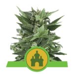 Royal Kush Auto Feminised Seeds - 5-seeds