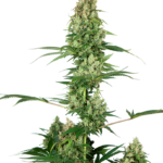 Silver Fire Feminised Seeds - 5-seeds