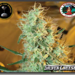 Silver Cheese Feminised Seeds - 5-seeds