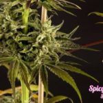 Spicy CBD Feminised Seeds - 5-seeds