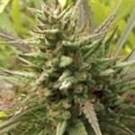 Spontanica Feminised Seeds - 5-seeds
