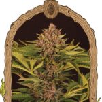 Strawberry Cola Auto Feminised Seeds - 5-seeds
