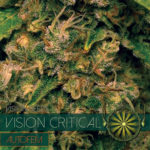 Vision Critical Auto Feminised Seeds - 5-seeds