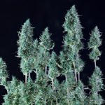 Alaskan Purple Auto Feminised Seeds - 5-seeds