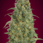 Collection #5 Auto Feminised Seeds - 5-seeds