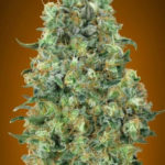 Collection #6 Feminised Seeds - 5-seeds