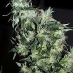 Afghani Special Feminised Seeds - 5-seeds