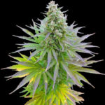Blueberry Gum Feminised Seeds - 5-seeds