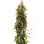 Golden Tiger Thai Dominant 3rd Version Feminised Seeds (Limited Edition) - 5-seeds