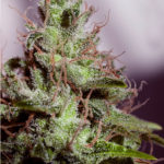 Super Cheese Express Auto Feminised Seeds - 5-seeds