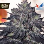 Gordo Master Kush (GMK) Feminised Seeds - 5-seeds