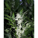 KC 39 Feminised Seeds - 5-seeds