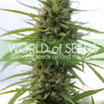 Kilimanjaro Regular Seeds - 10-seeds