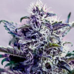 Kush Express Auto Feminised Seeds - 5-seeds
