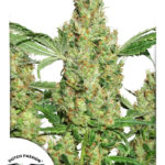 Power Plant Regular Seeds - 10-seeds
