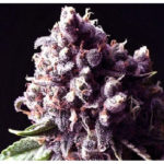Purple Pinecone Feminised Seeds - 5-seeds