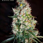 Russian Haze Auto Regular Seeds - 5-seeds