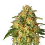 TNT Trichome Feminised Seeds - 5-seeds