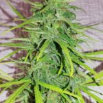 Thai x Panama Feminised Seeds - 5-seeds