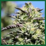 Early Girl OG Hybrid Feminised Seeds - 10-seeds