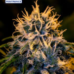 Chizpa by Zatu Feminised Seeds - 5-seeds