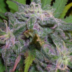 God's Gift Feminised Seeds - 5-seeds