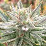 Lazar 115 Limited Edition Regular Seeds - 10-seeds