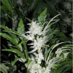 Leda Uno Feminised Seeds - 5-seeds