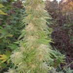 Mazar Regular Seeds - 10-seeds