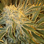 Northern Lights #9 Feminised Seeds - 5-seeds