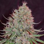 Blue Nitro Haze Feminised Seeds - 5-seeds