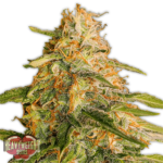 Tropical Punch Feminised Seeds - 5-seeds