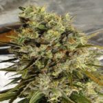 C5 Haze x Kali China Feminised Seeds - 5-seeds