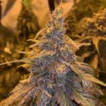 HashPlant Haze x Kali China Feminised Seeds - 5-seeds
