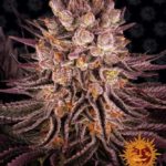Mimosa x Orange Punch Feminised Seeds - 5-seeds