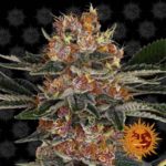 Purple Punch OG Feminised Seeds - 3-seeds