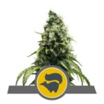 Skunk XL Regular Seeds - 10-seeds