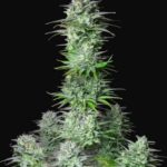 Kosher Cake Auto Feminised Seeds - 3-seeds
