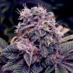Blueberry Auto Regular Seeds - 10-seeds