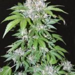 AK74 Auto Regular Seeds - 10-seeds