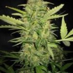 Lemon Skunk Auto Regular Seeds - 10-seeds