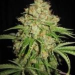 White Moscow Auto Regular Seeds - 10-seeds
