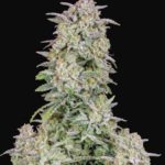 Forbidden Runtz Auto Feminised Seeds - 3-seeds