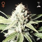 Great White Shark Auto Regular Seeds - 10-seeds