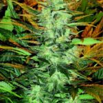 Lowryder #2 Autoflowering Regular Seeds - 10 - 10-seeds