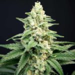 Lavender Barb Feminised Seeds - 6-seeds