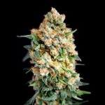 Sticky Barb Feminised Seeds - 6-seeds