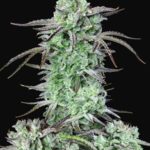 Strawberry Banana Auto Feminised Seeds - 3-seeds