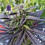 Purple Ghost Candy Feminised Seeds - 3-seeds